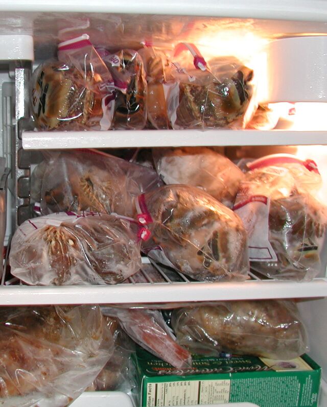 Freezer filled with bugs and Steaks!!
