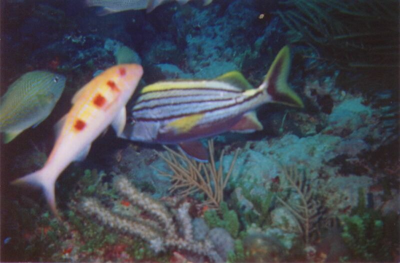 Strange Striped Fish