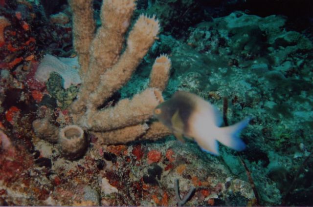 REEF_19-Feb-05_15x.jpg