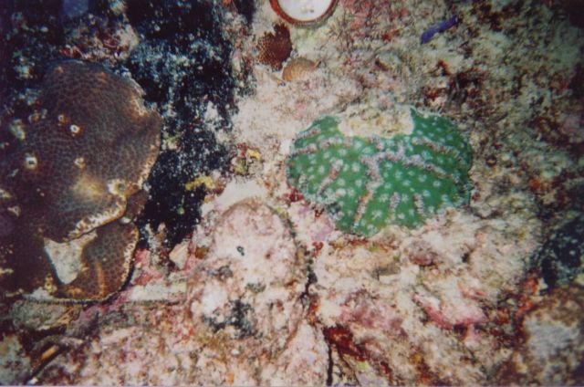 REEF_19-Feb-05_20x.jpg