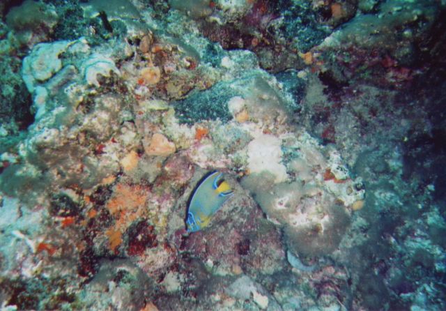 REEF_19-Feb-05_26x.jpg