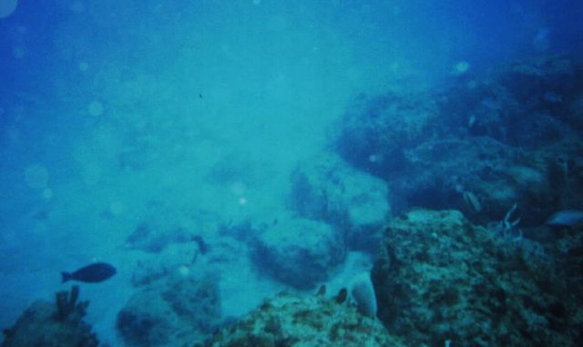 REEF_19-Feb-05_3x.jpg