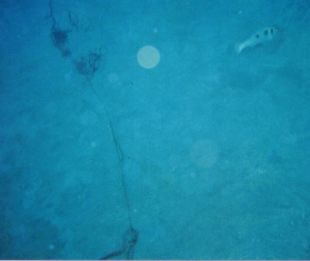 REEF_19-Feb-05_5x.jpg