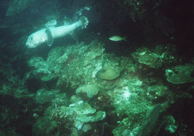 Roatan Sept-2005