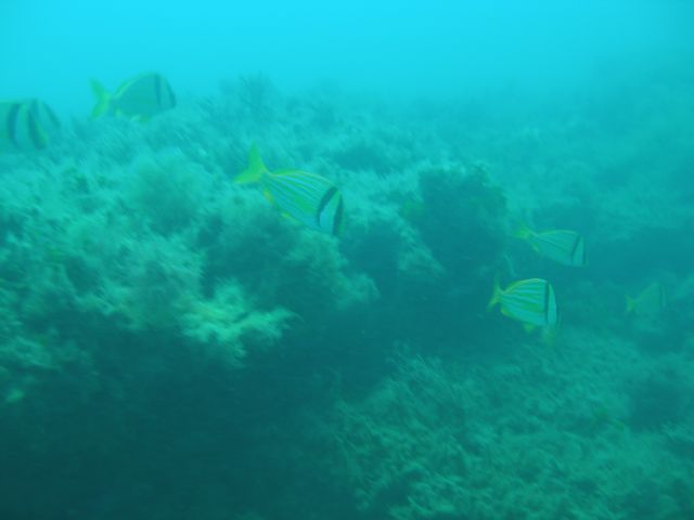 The 1715 Wreck of Urca de Lima,